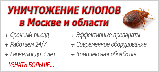 Клоп зелений (деревне) та особливості його життя
