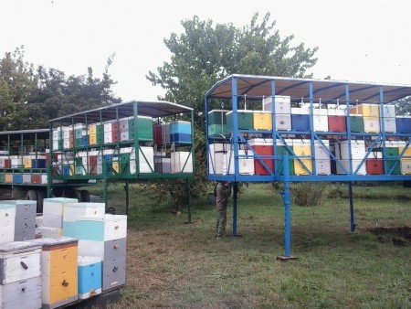 Кочове бджільництво: фото, відео, основні особливості