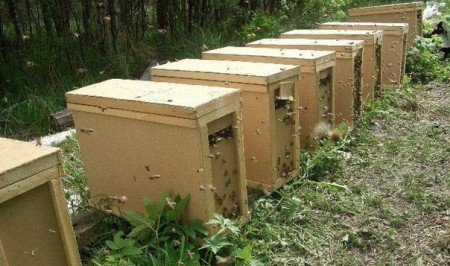 Бджолопакети: що таке, розміри, фото (карпатка, карніка)