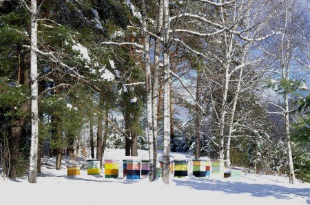 Догляд за пчелми взимку: підготовка, утеплення, зберігання
