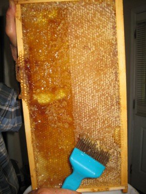 Бджолиний забрус: що це таке і чим він корисний