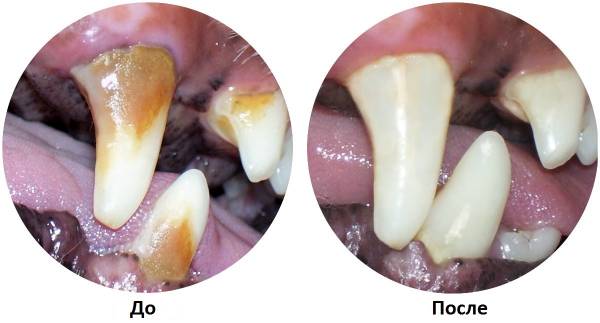 Зубний камінь у собак: причини, лікування та профілактика