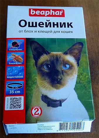 Блохи у кота: що робити?