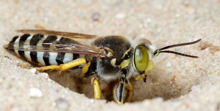 Як роблять оси мед: факти і відмінності від бджіл