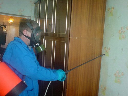 Домашні блохи і як від них позбавитися