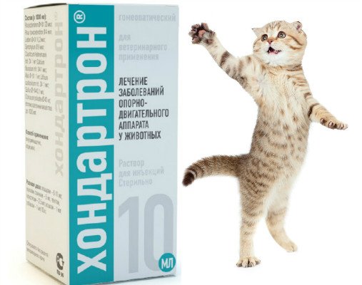 Хондартрон для кішок: дія і особливості препарату