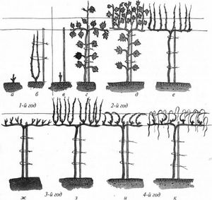 Правила формування молодого виноградного куща навесні (відео інструкція)