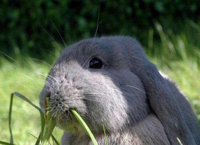 Якою травою не можна годувати декоративних кроликів