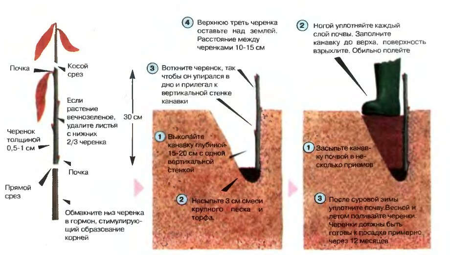 Посадка скумпії і догляд за прекрасним чагарником (фото і відео поради) Посадка скумпії і догляд за прекрасним чагарником (фото і відео поради)