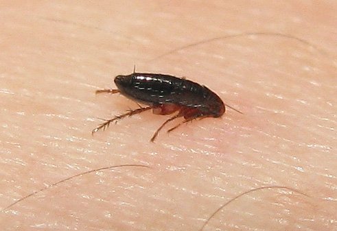 Щурячі блохи: чи можуть вони потрапити в квартиру і як з нмии боротися Щурячі блохи: чи можуть вони потрапити в квартиру і як з нмии боротися