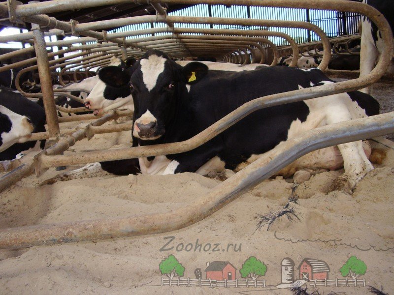 Лейкоз у корів: симптоми і лікування хвороби