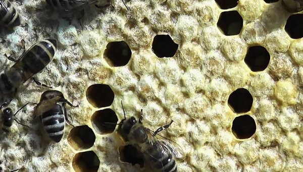 Аскосфероз бджіл: симптоми недуги, лікування і відео
