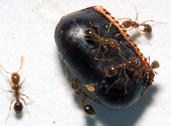 Скільки тарганів вилуплюється з одного яйця (фото процесу народження з оотеки вагітної самки) Скільки тарганів вилуплюється з одного яйця (фото процесу народження з оотеки вагітної самки)