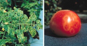 Хвороби та шкідники томатів (помідор)