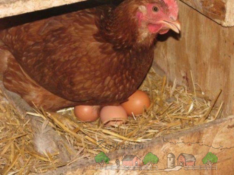 Скільки днів курка висиджує яйця: опис та фото