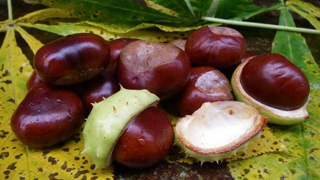 Лікування варикозу народними засобами в домашніх умовах   добірка коштів