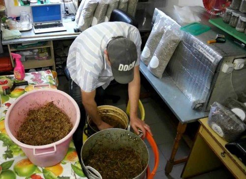 Вирощування шіїтаке: технологія та догляд за грибами