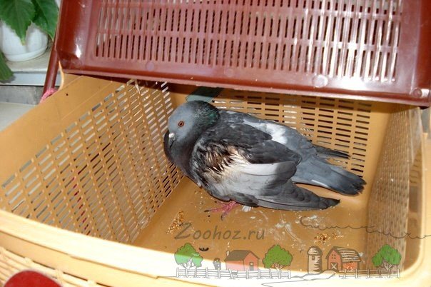 Огляд ліки лозеваль для голубів: інструкція і фото