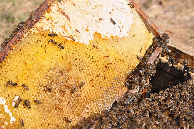 Хвороба нозематоз бджіл (пронос): лікування, профілактика, фото