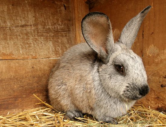 Як давати молочну кислоту для кроликів: поради та відео