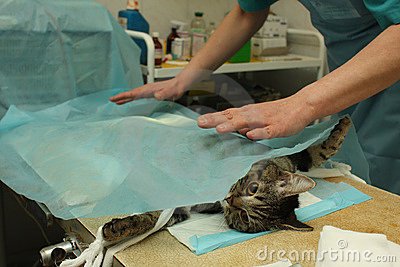 Стерилізація кішок: підготовка до процедури і післяопераційний догляд