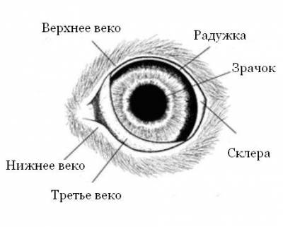 Третє повіку у кішок