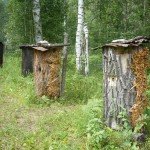 Бортьове бджільництво: опис, фото і відео