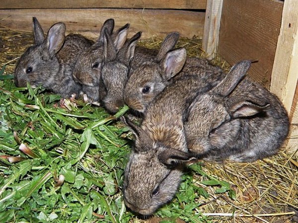 Здуття живота у кроликів і кроленят: причини хвороби, симптоми і лікування