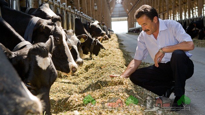 Раціон годівлі дійних корів: корисні поради і фото