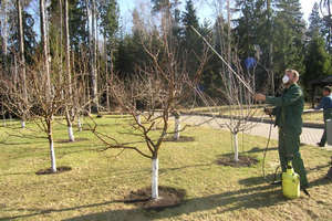 Обробка плодових дерев від шкідників навесні мідним купоросом та іншими препаратами