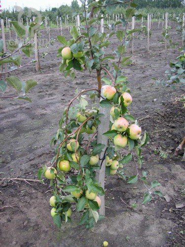 Яблуня. Посадка, вирощування і догляд. Правильна посадка і догляд за яблунею   запорука отримання хорошого врожаю.