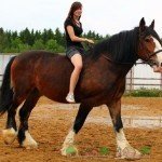 Порода коней Володимирський ваговоз: відео та фото