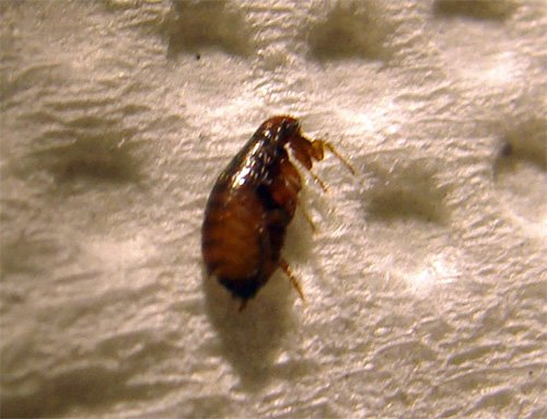 Статеві блохи і як від них позбавитися Статеві блохи і як від них позбавитися