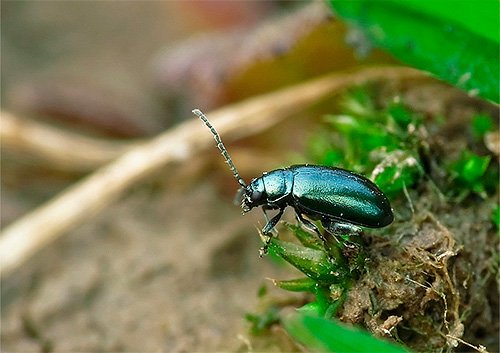 Земляні блохи: докладні фото і рекомендації по позбавленню
