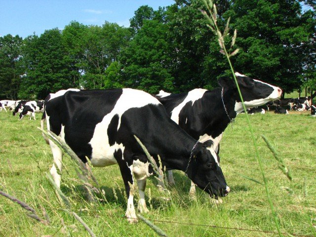 Кетоз у корів: симптоми захворювання і його лікування