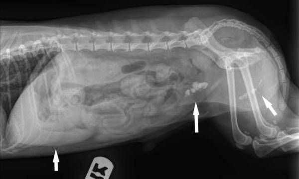 Сечокамяна хвороба у собак (МКБ): причини, симптоми і лікування