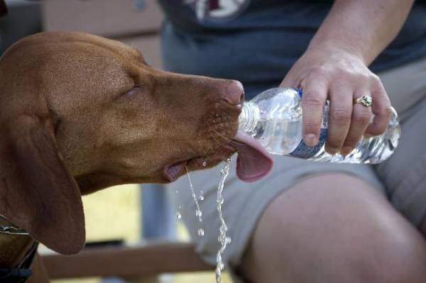 Собака багато пє води! Як не пропустити тривожні симптоми