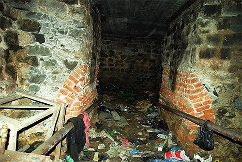 Стрибаючі комахи в квартирі: як здолати маленьких кровопивць