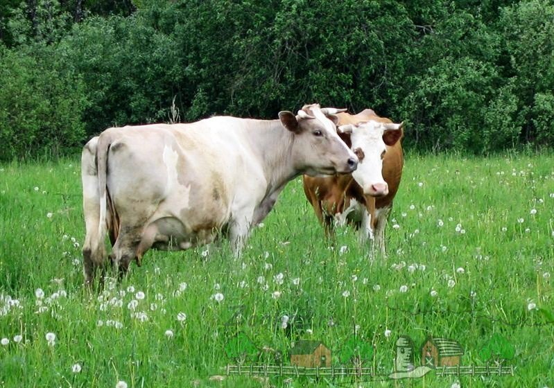 У корови пропало молоко: причини і методи рішення