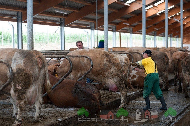 Штучне осіменіння корів: способи, фото і відео