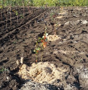 Як здійснюється посадка, розмноження та догляд за садовими лохиною (фото сортів)