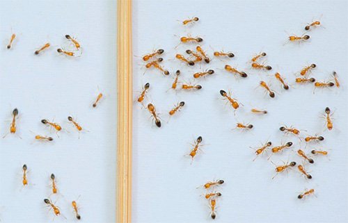 Знищення комах в квартирі: що важливо знати про цю процедуру