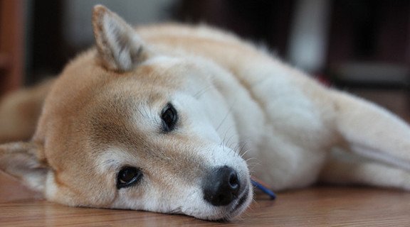 Анемія у собак: причини, симптоми і профілактика