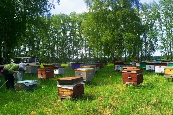 Правила дезінфекції вуликів і обробки бджіл, огляд популярних засобів