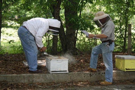 Лікування вароатозу бджіл: методи боротьби і обробки