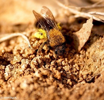 Земляні бджоли: всі їх види, як з ними боротися (фото)