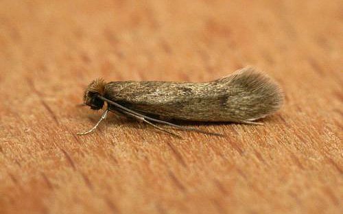 Міль і її фото (а також кілька слів про меблеву моль)