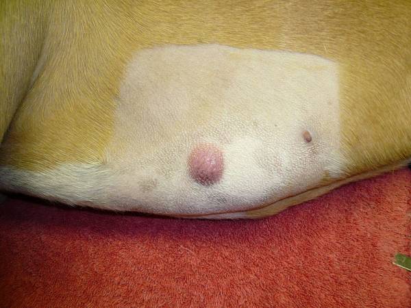 Мастоцитома у собак: загальні відомості, симптоми, діагностика і методи лікування