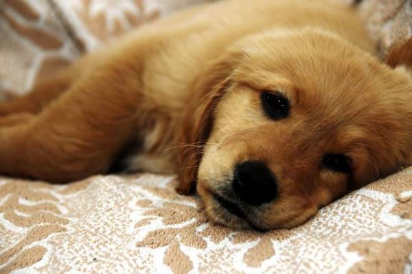 Робимо УЗД собаці: підготовка і особливості