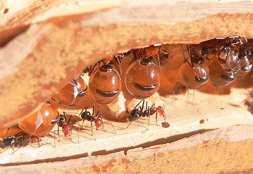 Цікаві факти про мурахах